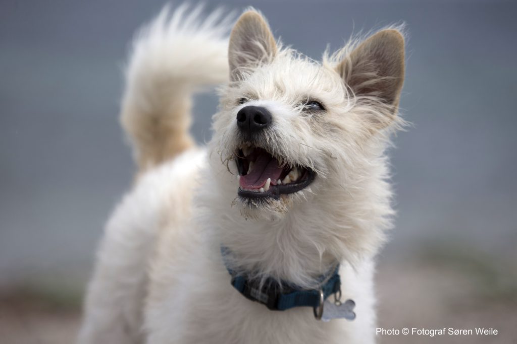 Klik på nedenstående link og se mere fra Hundetraffet